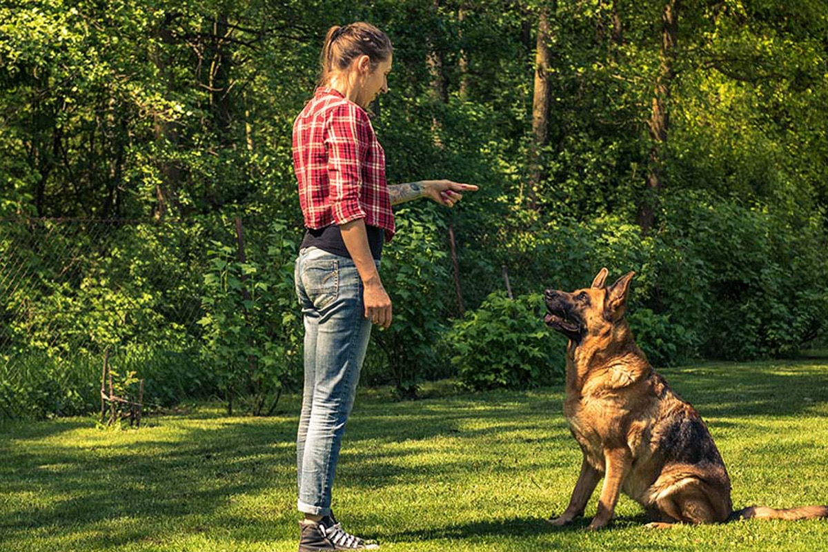 Basic Training class for Dogs Sacramento