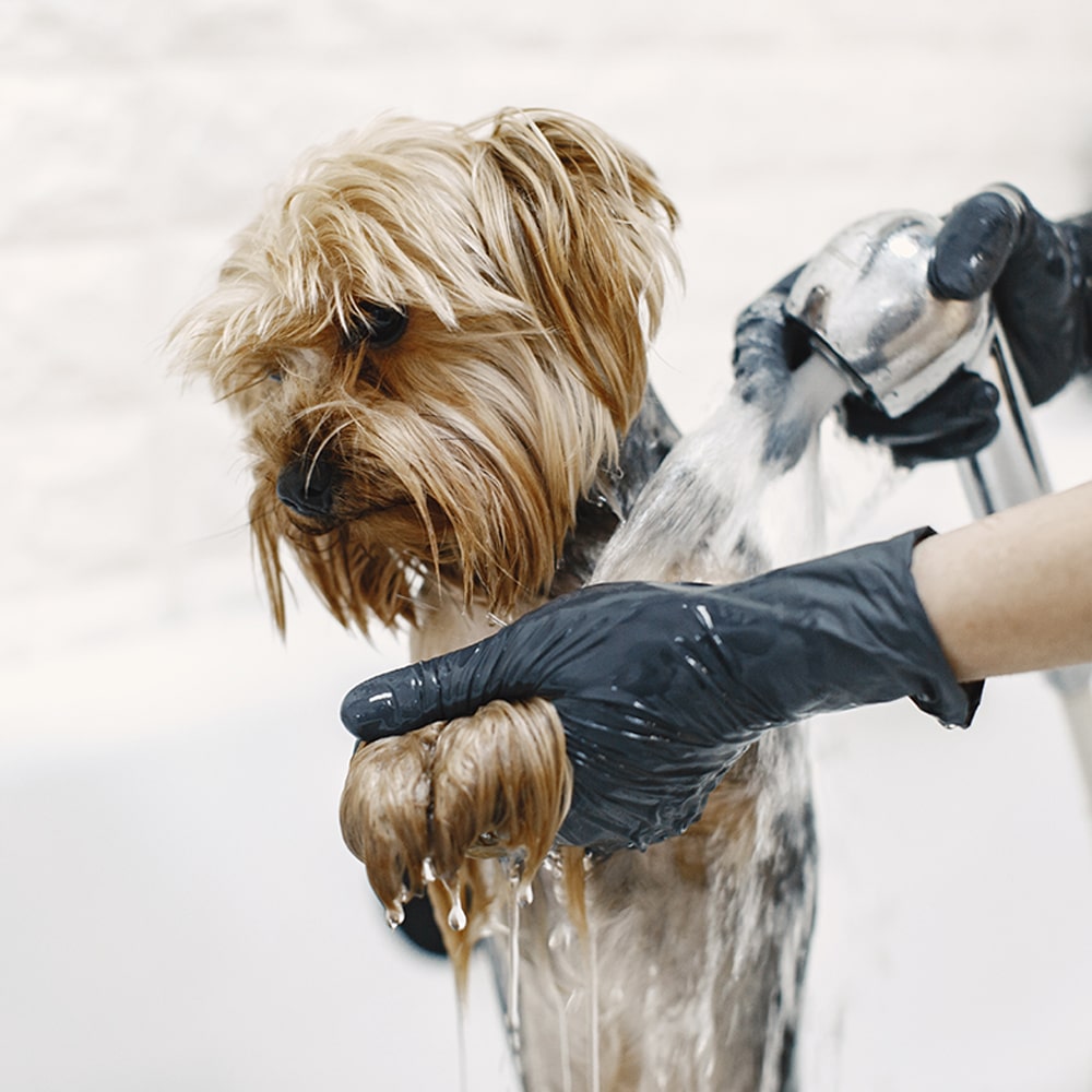 Dog getting groomed and washed by gloved hands