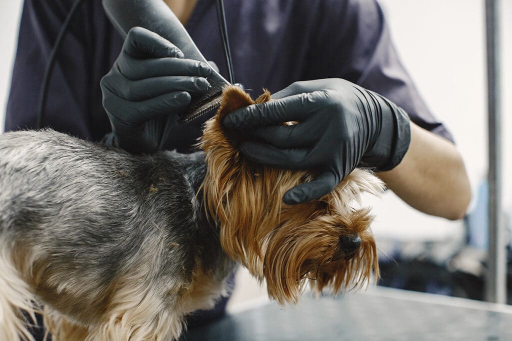 Dog Grooming Sacramento, CA