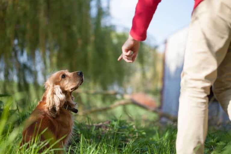Person pointing giving command to dog