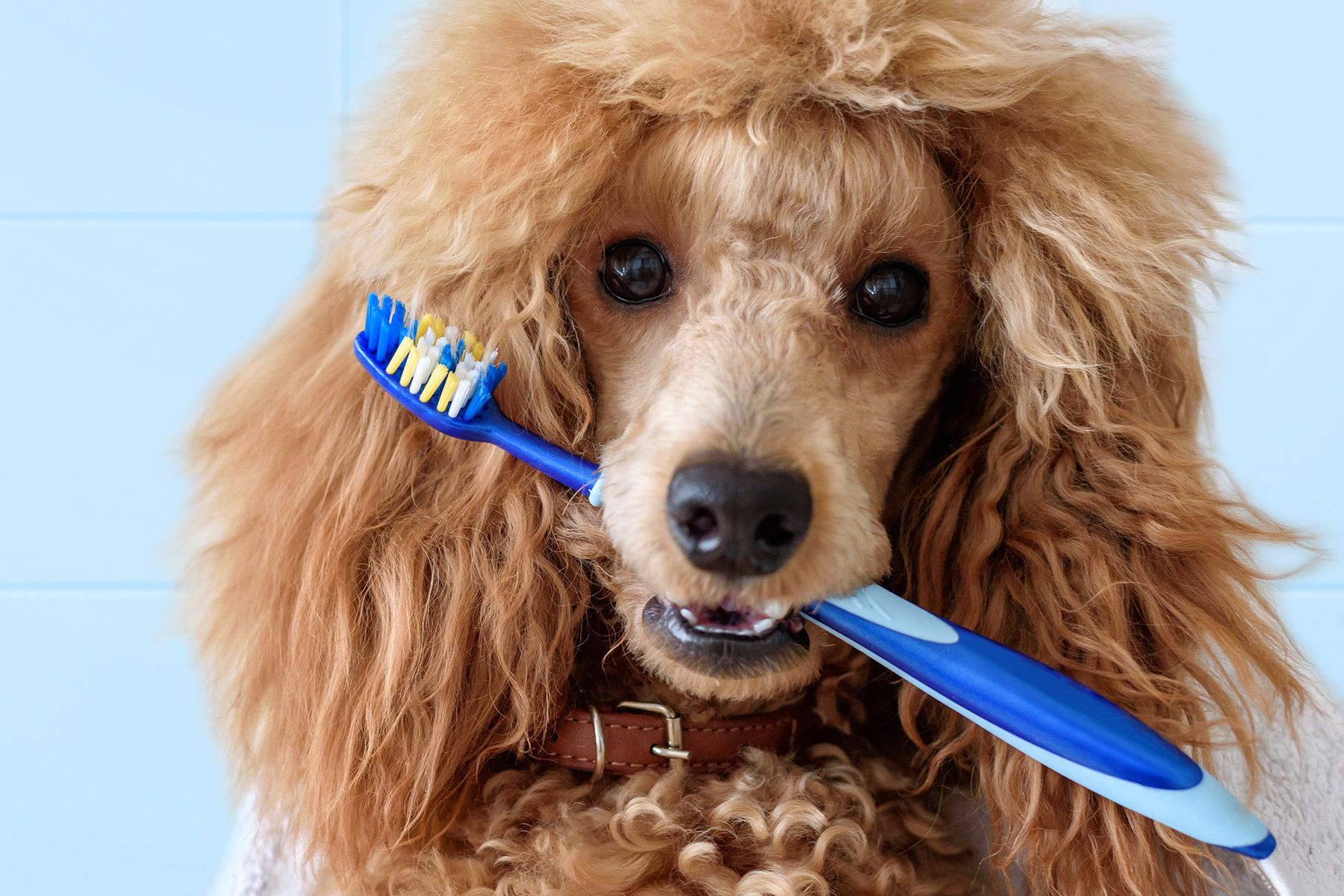 Dog holding toothbrush in its mouth