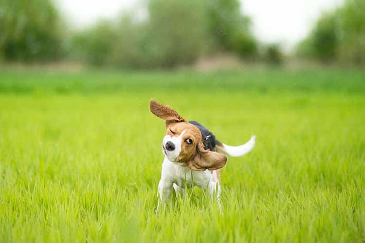 Dog caught mid-shake