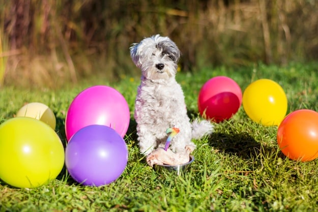 Dog in the middle of balloons on grass