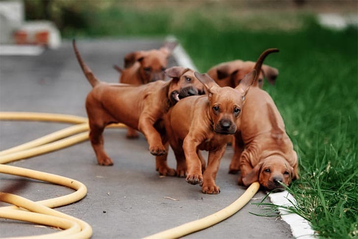 Puppies playing around edge of grass