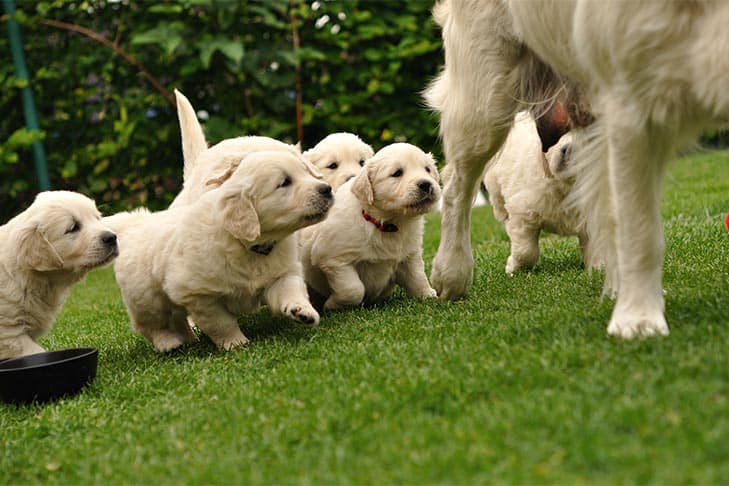Group of puppies following mom