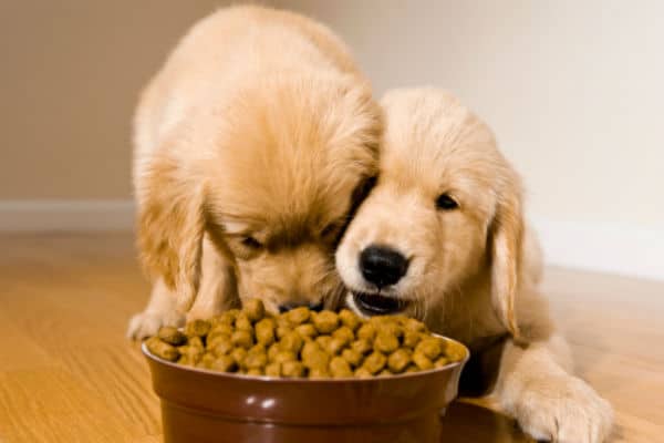 Two puppies sharing a bowl of kibble