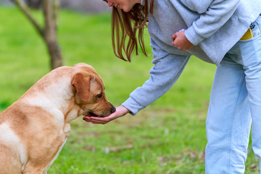 Private Group Dog Training Classes Sacramento, CA