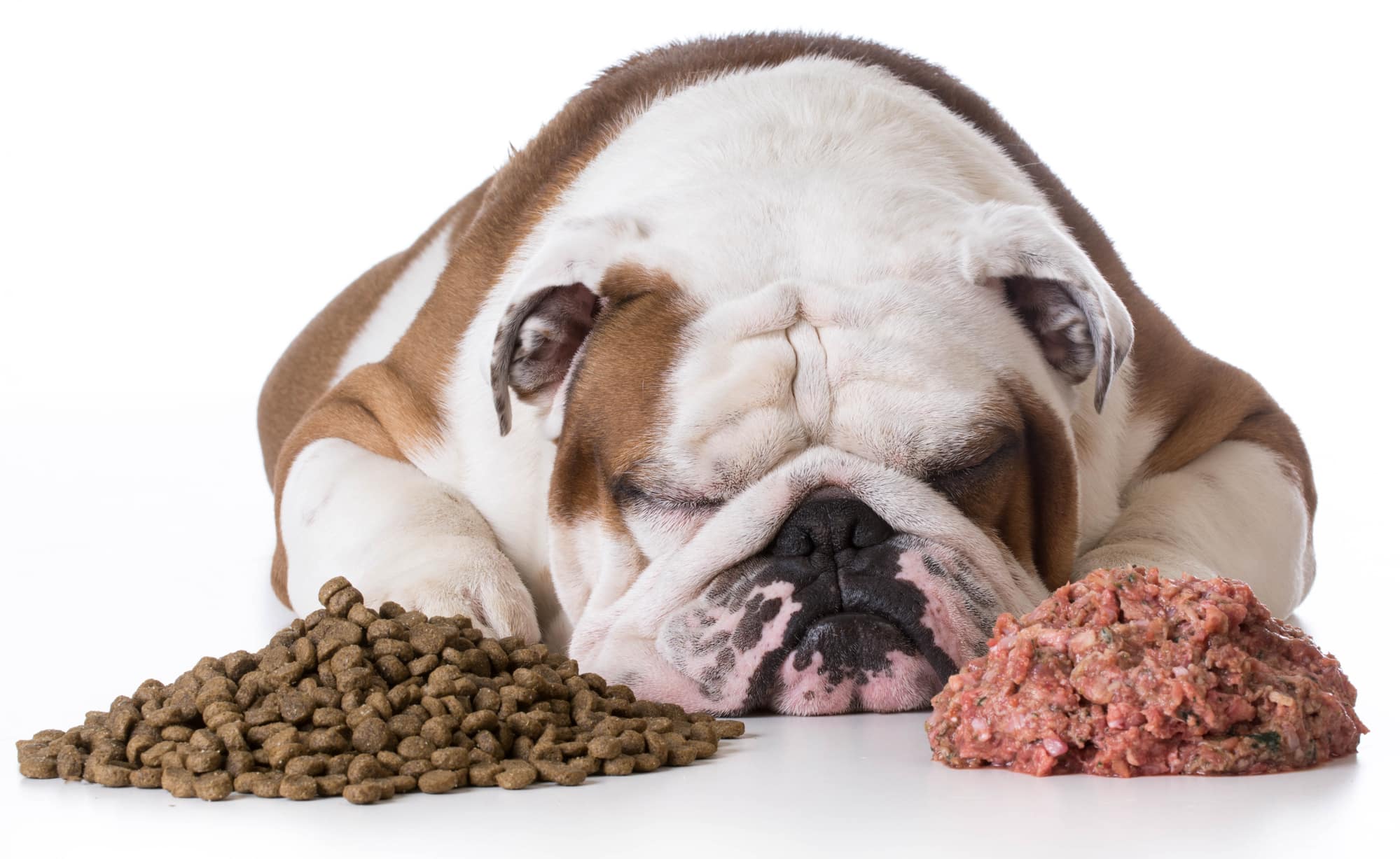 Raw dog food vs kibble