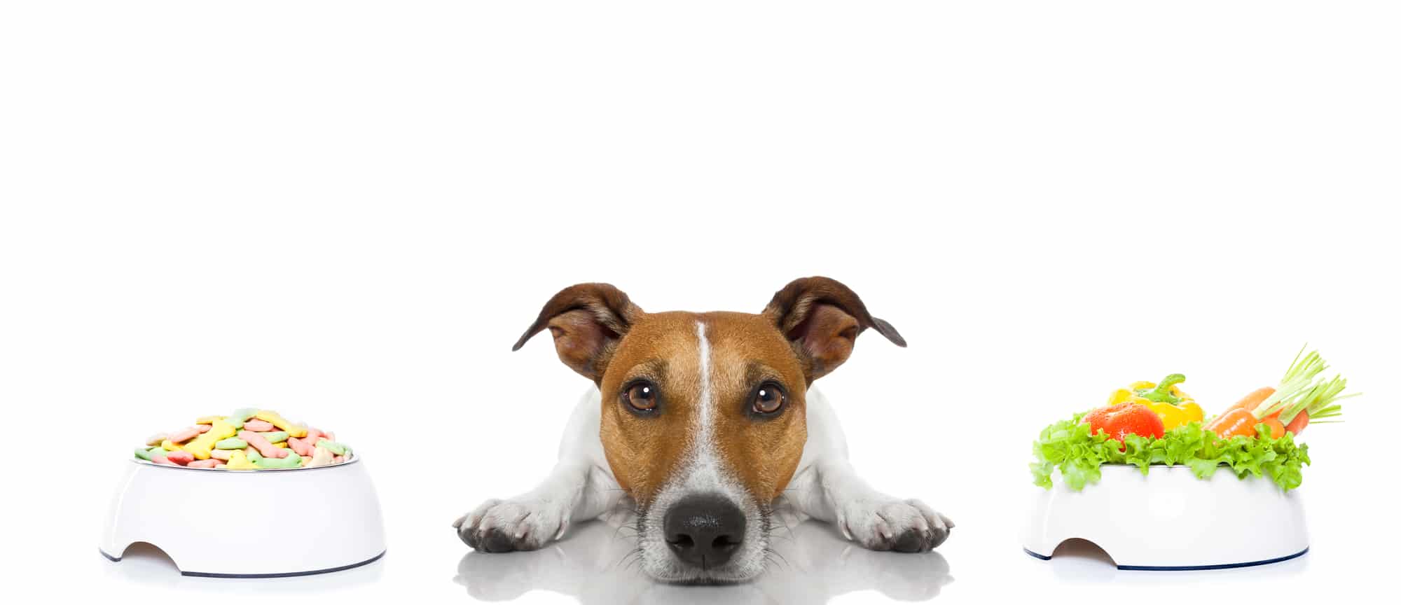 What To Look for in Dog Training Treats?