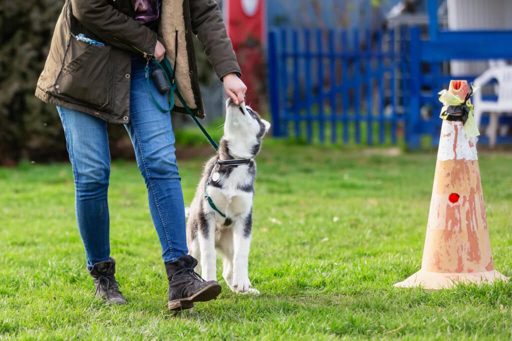 how to use dog training treats the right way