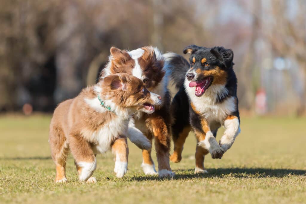 Australian Shepherd - Diabetic alert dog