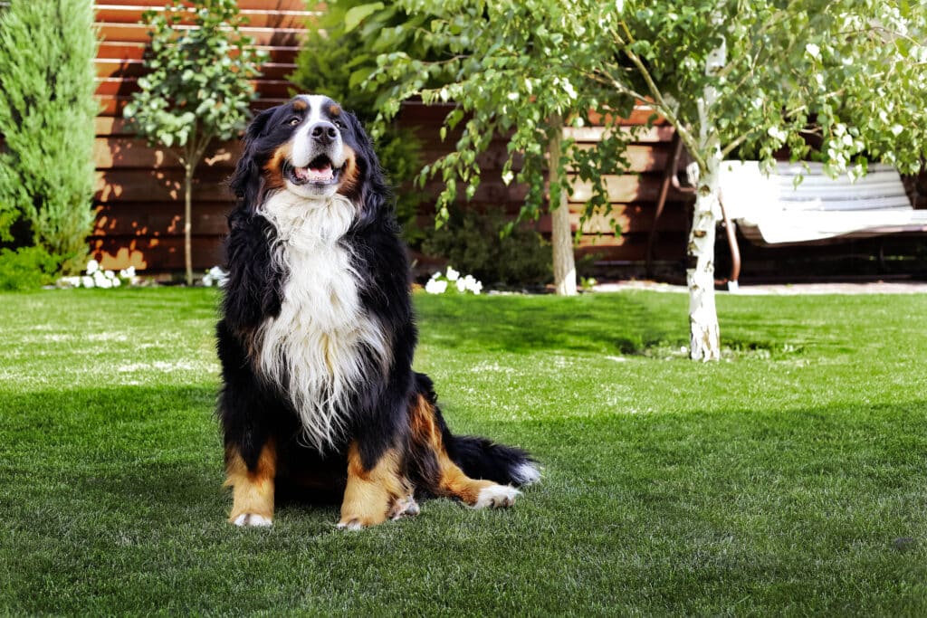 Bernese Mountain Dog - Diabetic alert dog