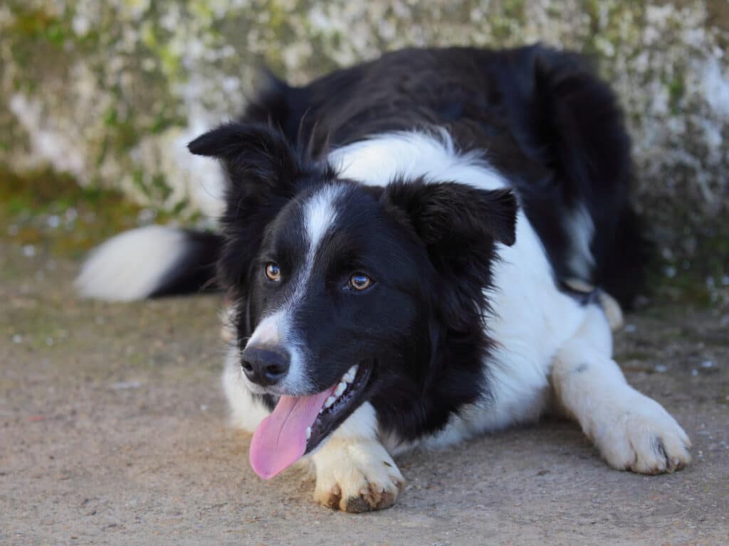Border Collie - Diabetic alert dog