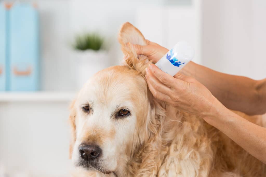How and When to Carefully Clean Your Dog’s Ears