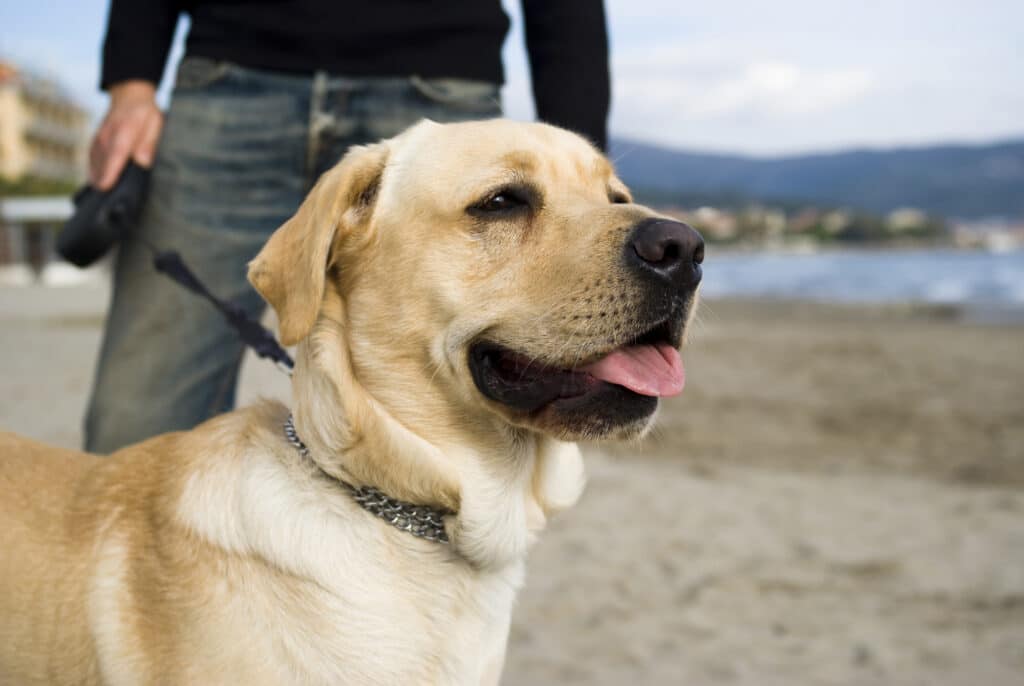 Labrador Retriever - Diabetic alert dog
