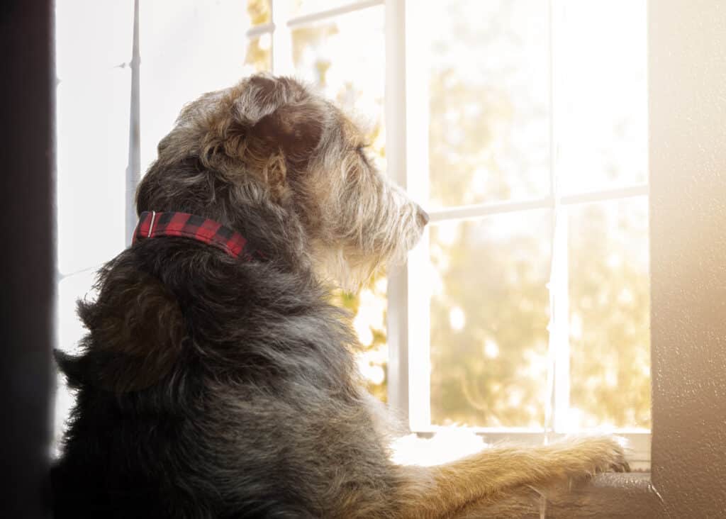 Myths Surrounding Separation Anxiety in Dogs
