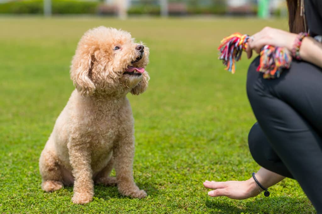 Poodle - Diabetic alert dog