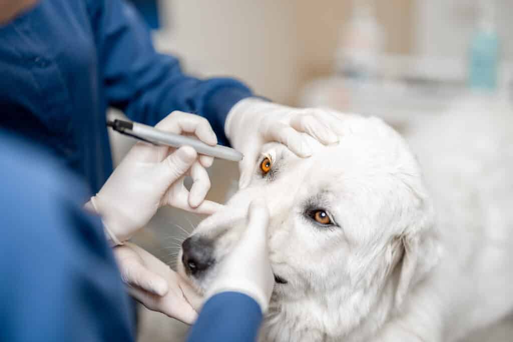 The Importance of Eye Care in Dog Health