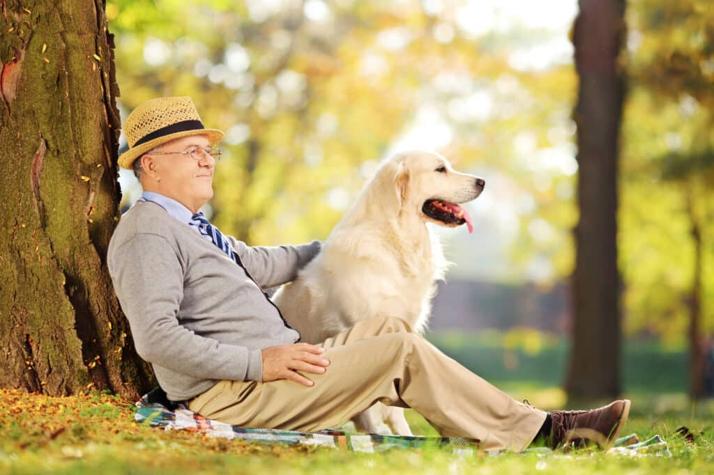 What is the best breed for a diabetic alert dog