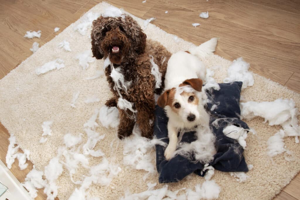 dog's separation anxiety