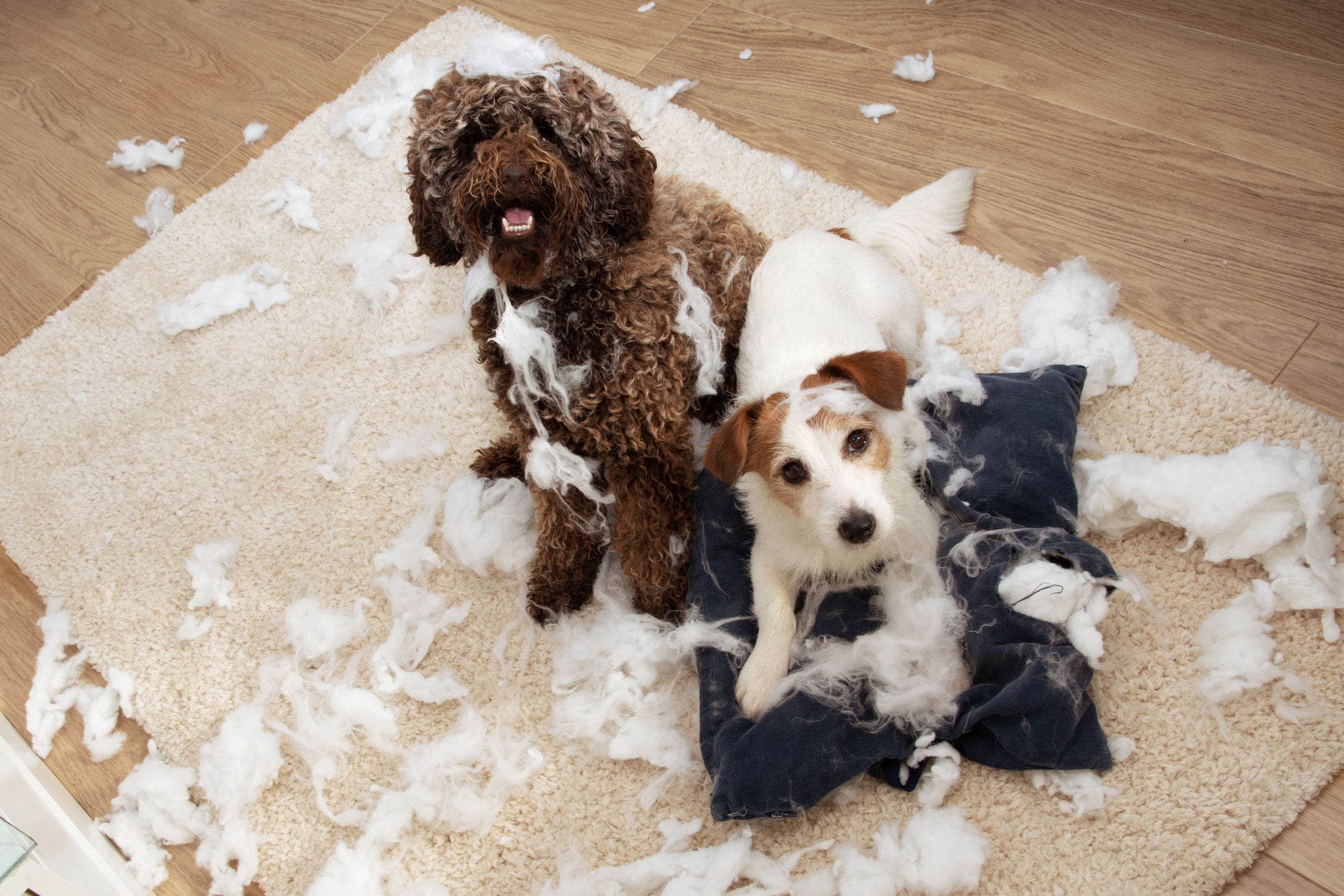 dog's separation anxiety