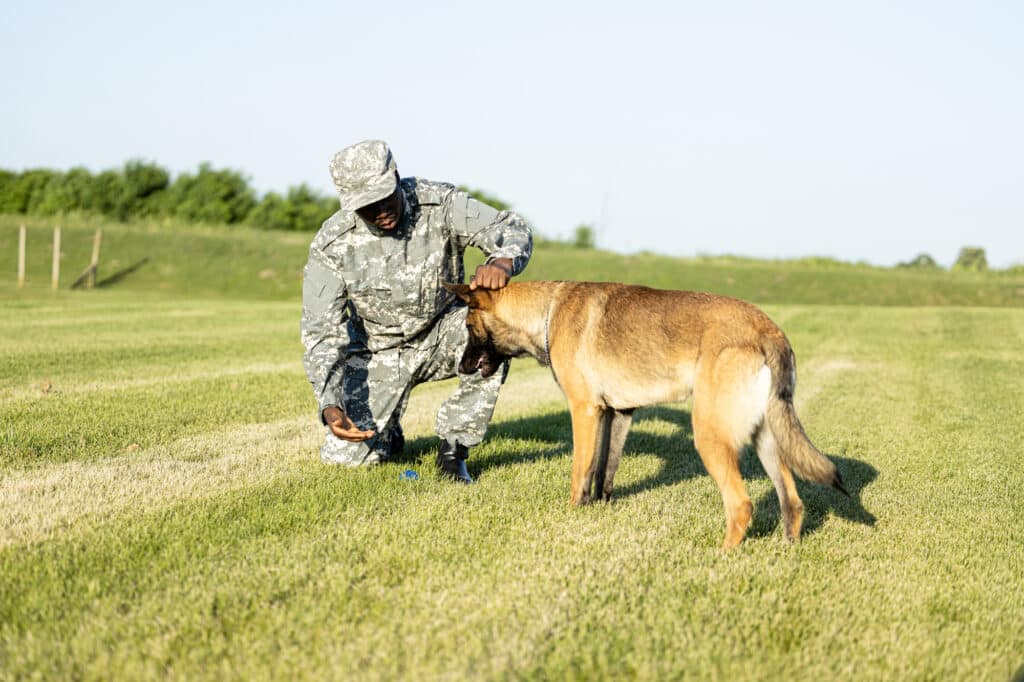Can You Train Your Own PTSD Service Dog