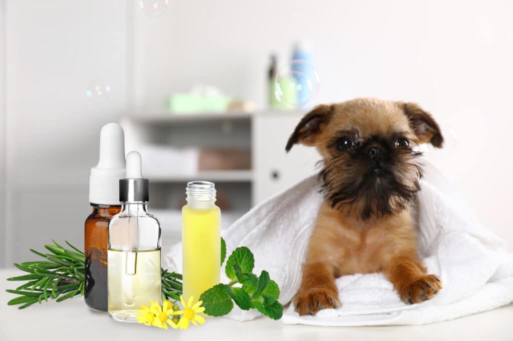 Dry Dog Skin Treatments - Healthy Oils for Dogs to Give Your Dog's Coat
