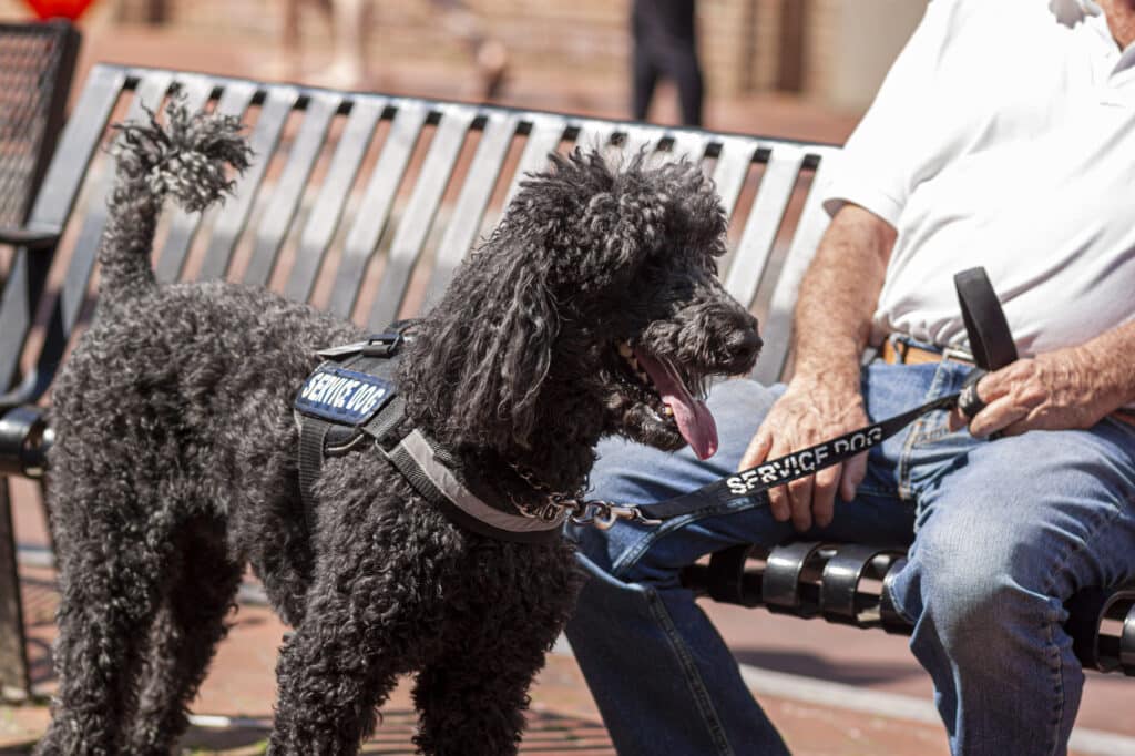 How Effective Are Service Dogs for PTSD?