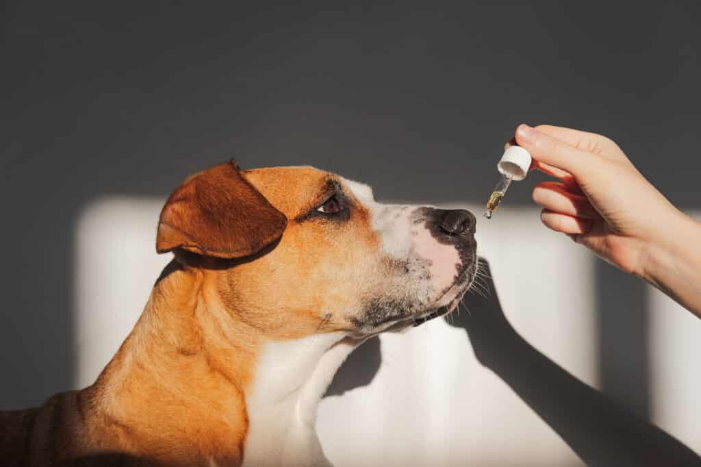 How to Apply Coconut Oil to Dogs Skin