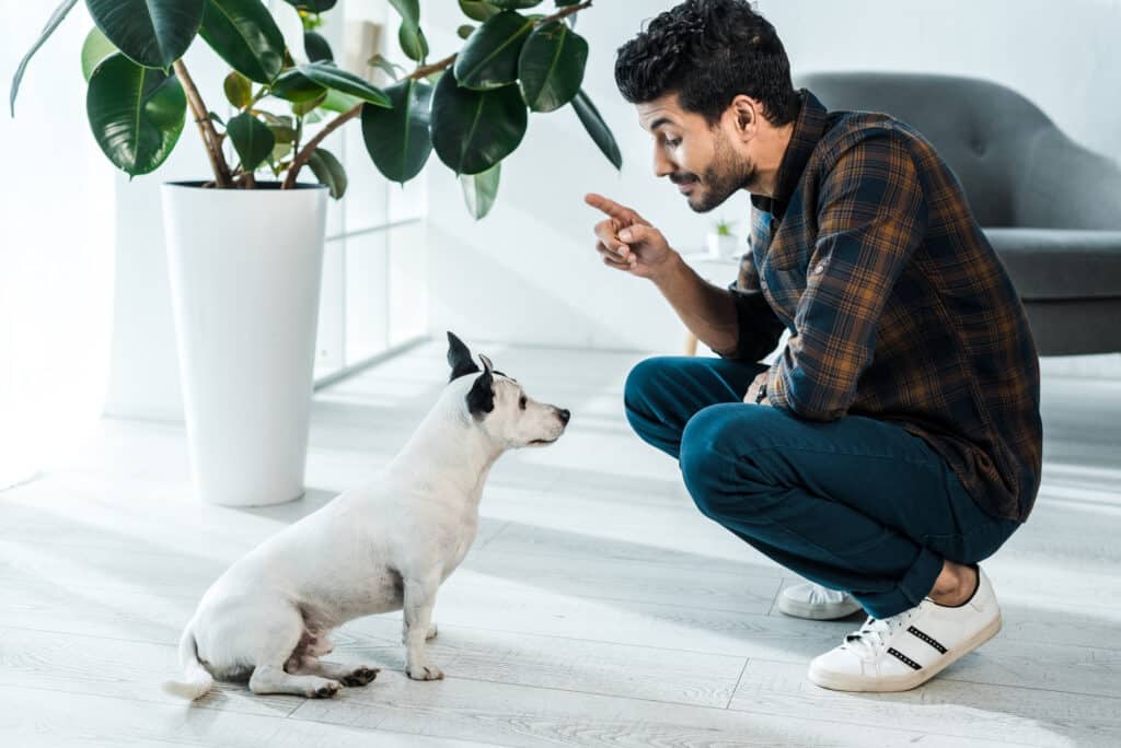 What are The Four Pillars of Dog Training