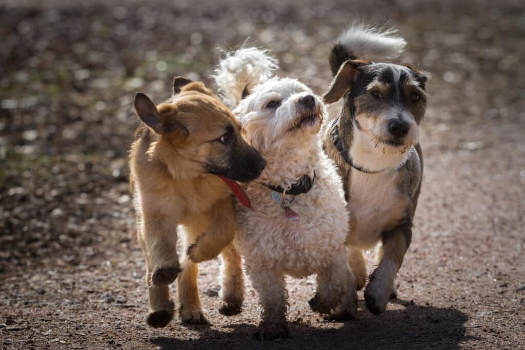 What are the traits of a PTSD service dog