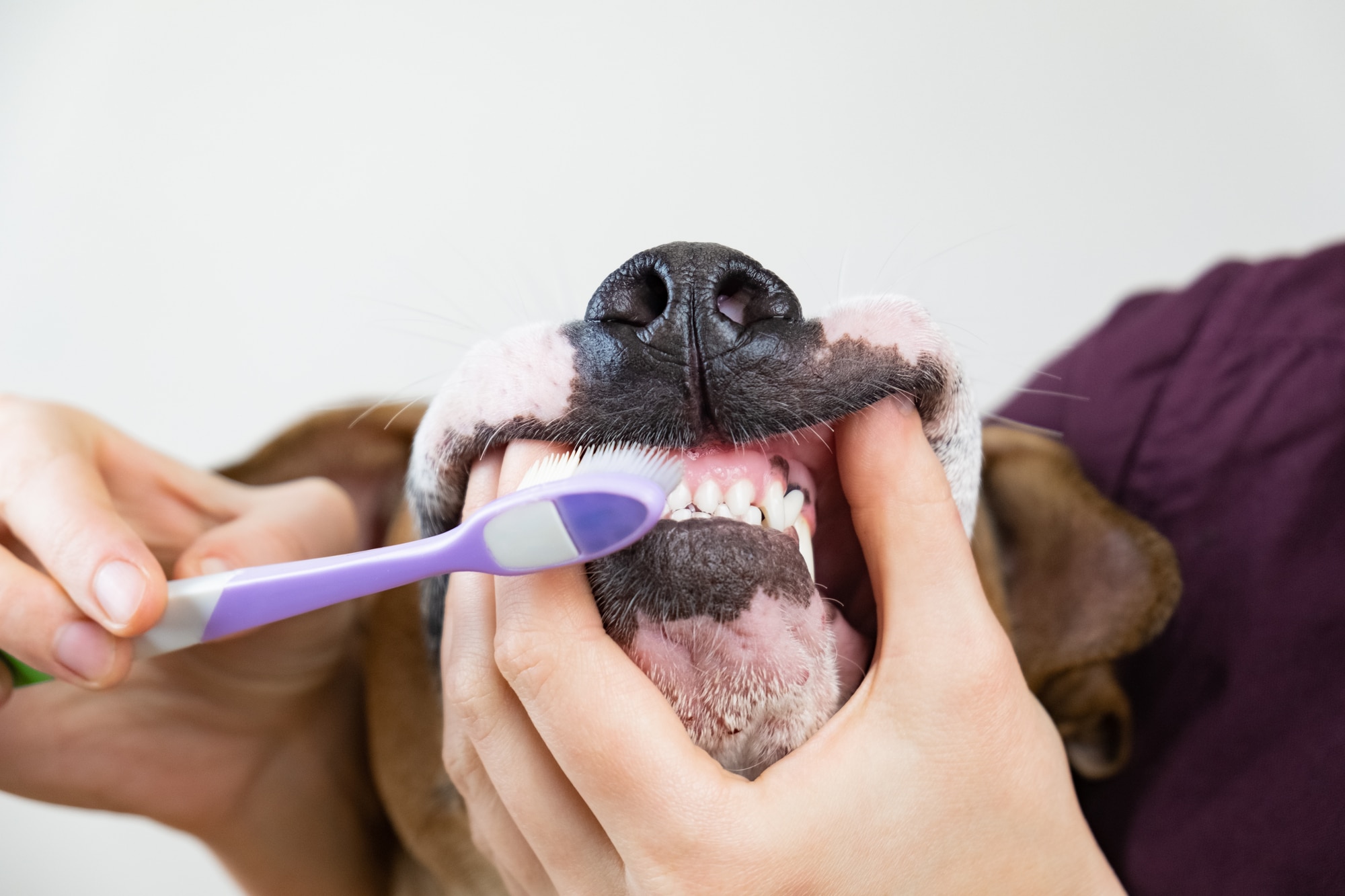 Dog Dental Care Tips to Manage Your Dog's Oral Health All Stage
