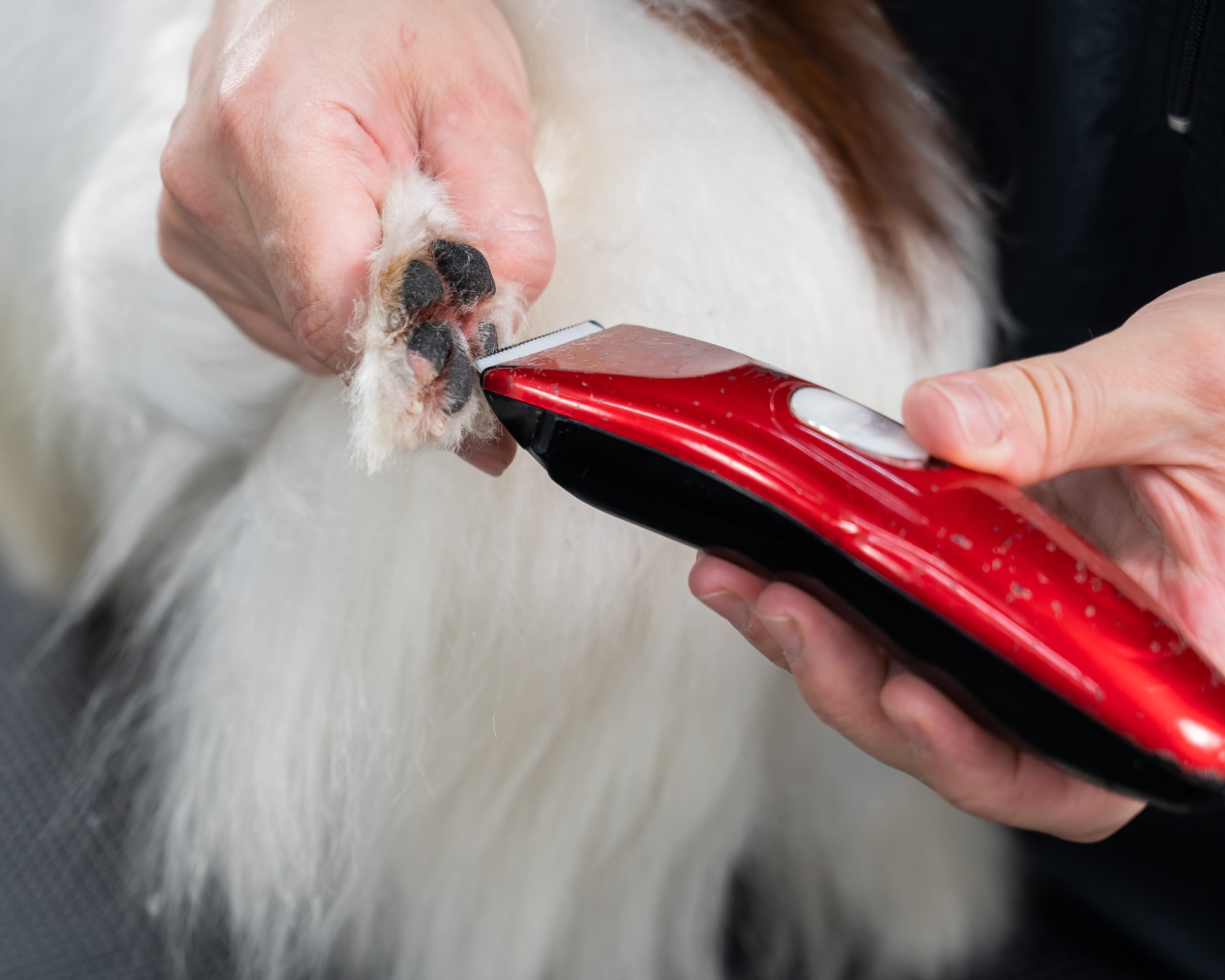 Grooming Your Dog Paws