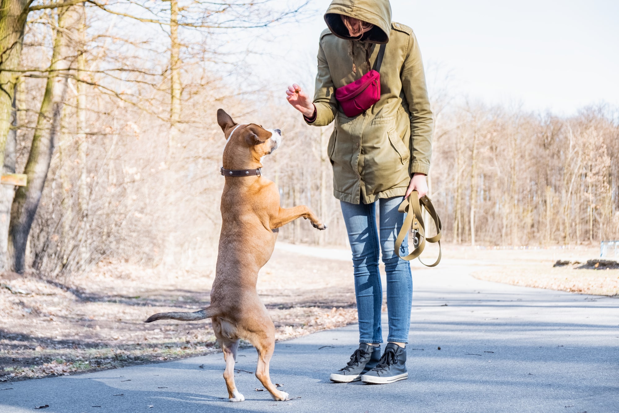 How Do Service Dogs Help Hearing Impaired People