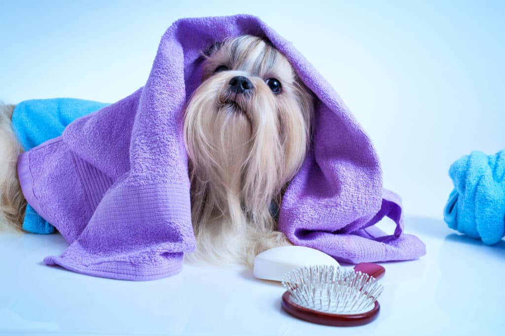 The Importance of Canine Skin Care