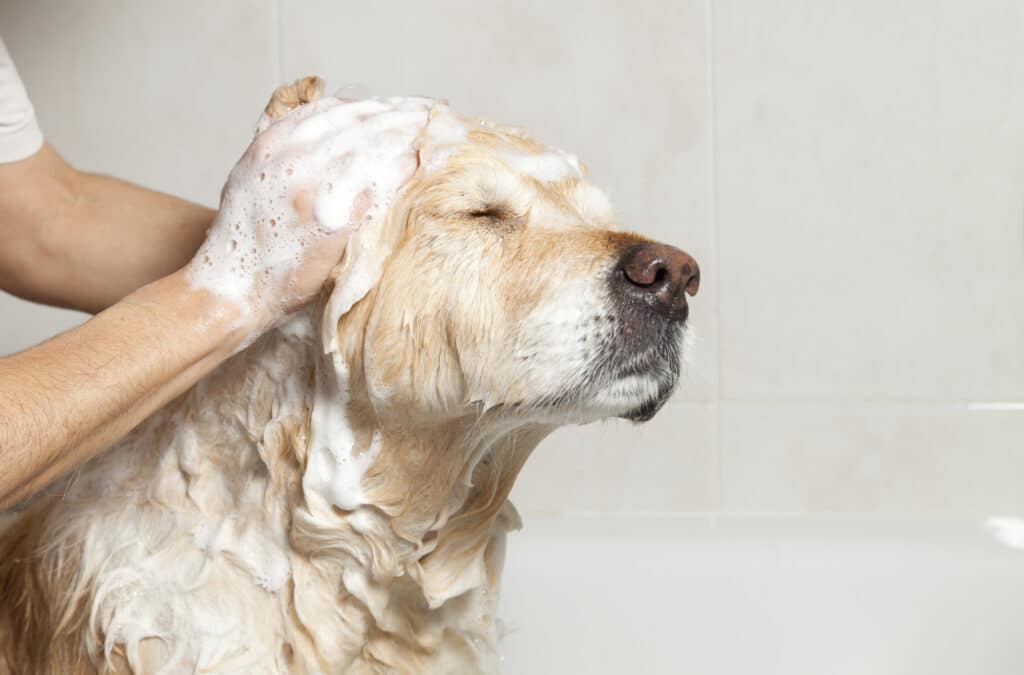 The Importance of Pet Grooming
