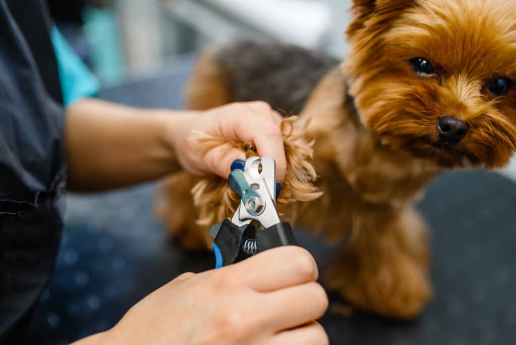 The Importance of Trimming Dog Nails