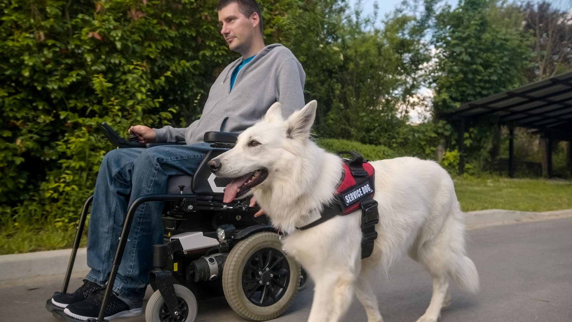 The Benefits of Pet Therapy for Cerebral Palsy - A Holistic Approach to Treatment