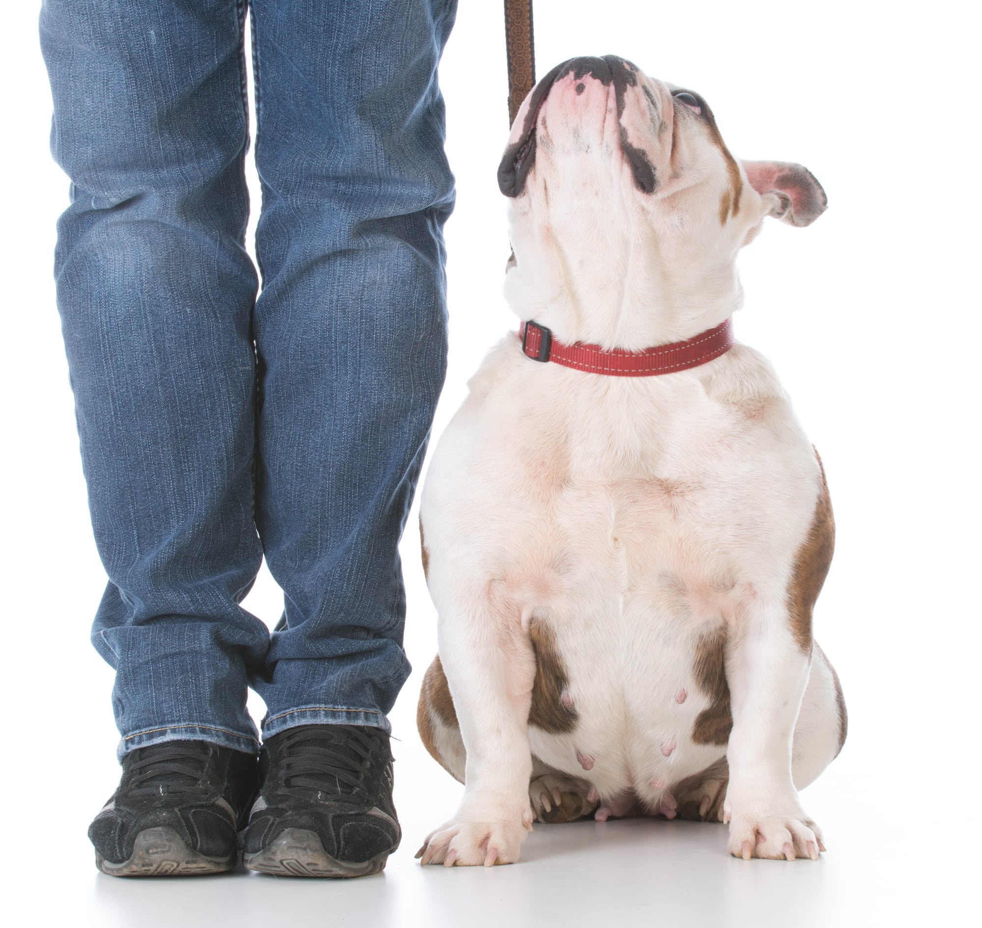 Intermediate Dog Training All You Need To Know