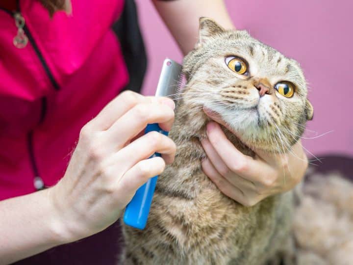 How To Groom Your Cat Properly