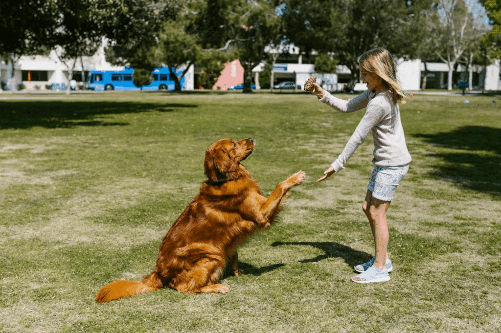 Golden Retriever shaking hands with a girl